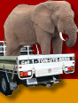 The Ute Elephant