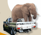 Ute Elephant